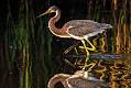 image by Kirms Photography Tricolored Heron-1